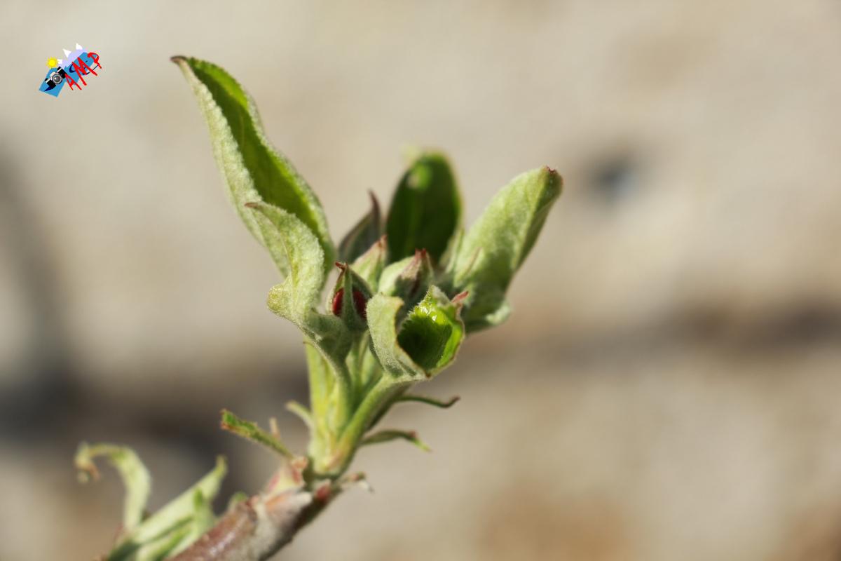 N2015-04_12_IMG_8333-Pommier Golden Delicious_HG